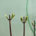 Hortenzia metlinatá (Hydrangea paniculata) ´WIM´S RED´® - výška 100-110 cm, kont. C5L - NA KMIENKU 